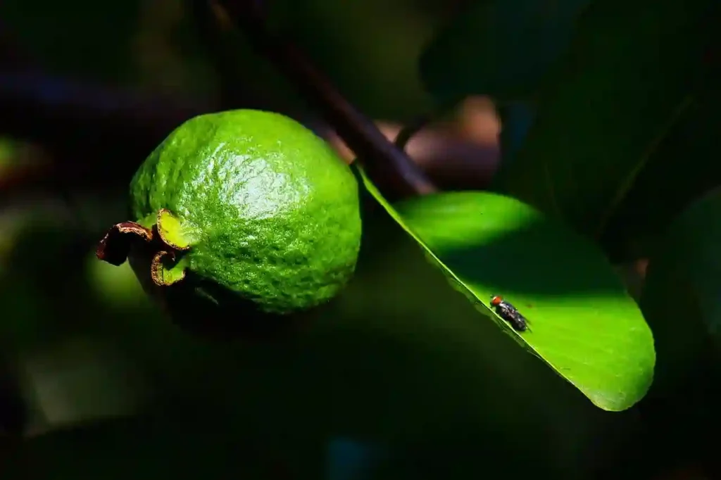 Can I Eat Guava in Empty Stomach? Image