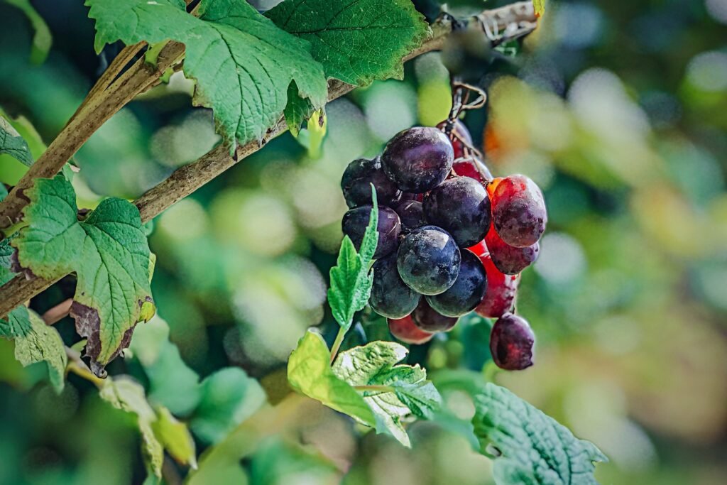 How Are Grapes Used in Natural Health Products? Image