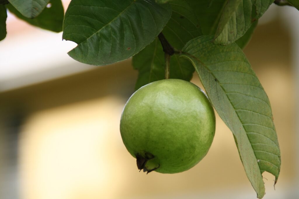 How Much Guava is Safe for Babies to Eat? Image