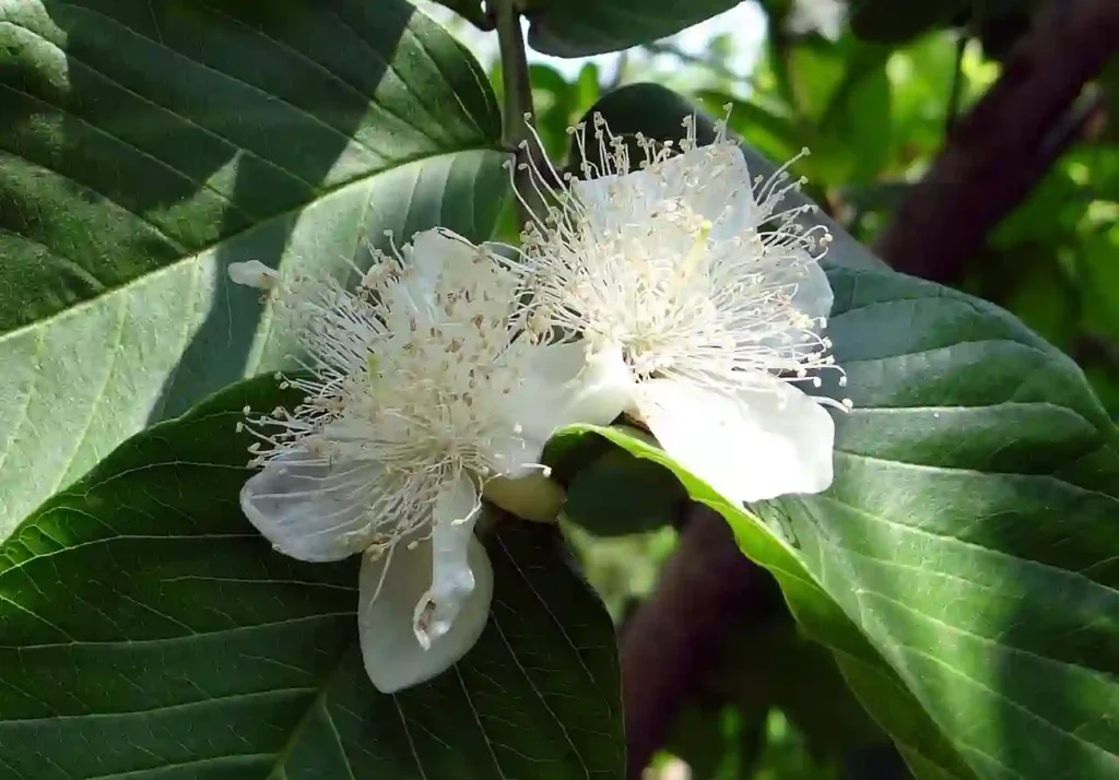 Can I Eat Guava if I Have a Gallbladder Infection? Image