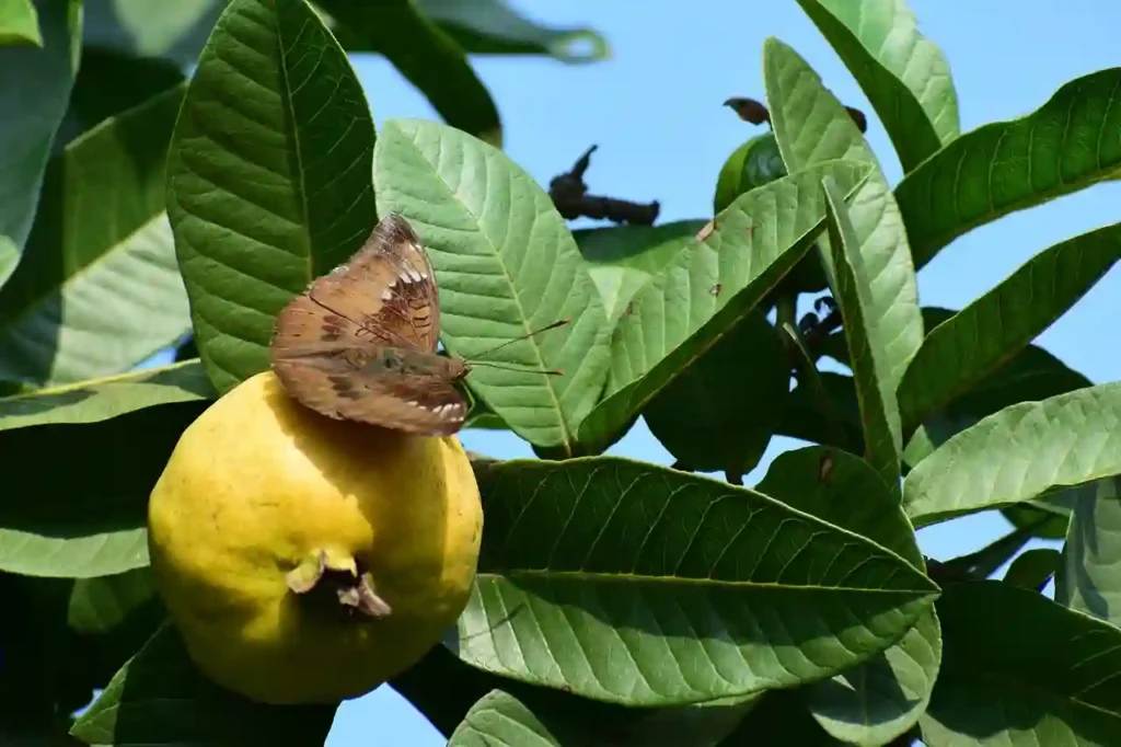 Is It Safe for a Patient with Diabetes to Consume Guava on an Empty Stomach in the Morning? Image