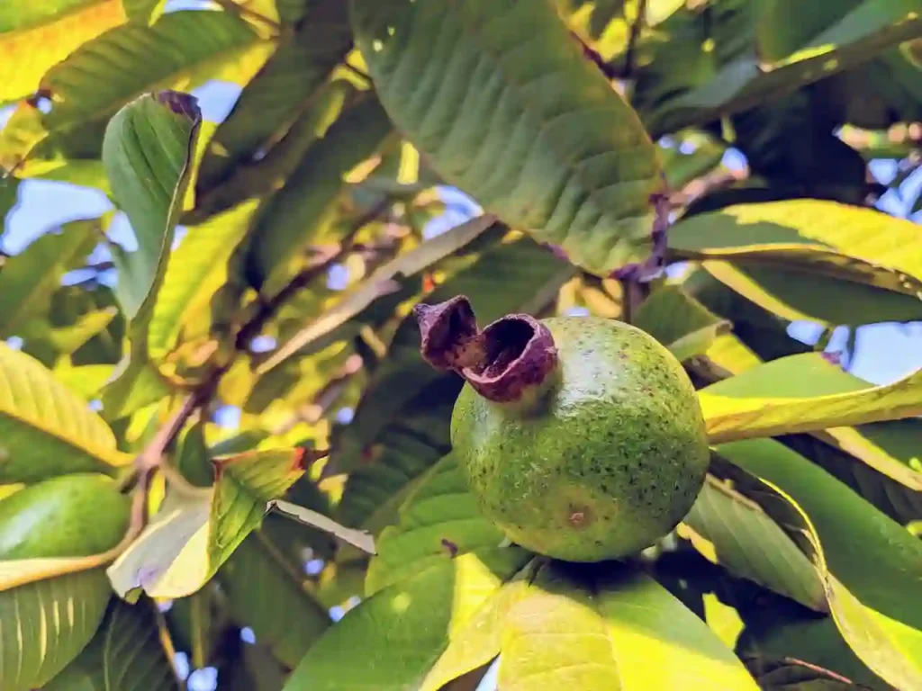 How Effective Are Guava Leaves to Relieve Cough Symptoms? Image
