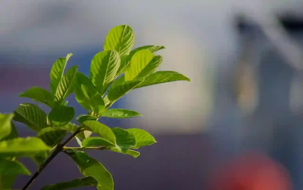 What Diseases Can Guava Leaves Cure? Image