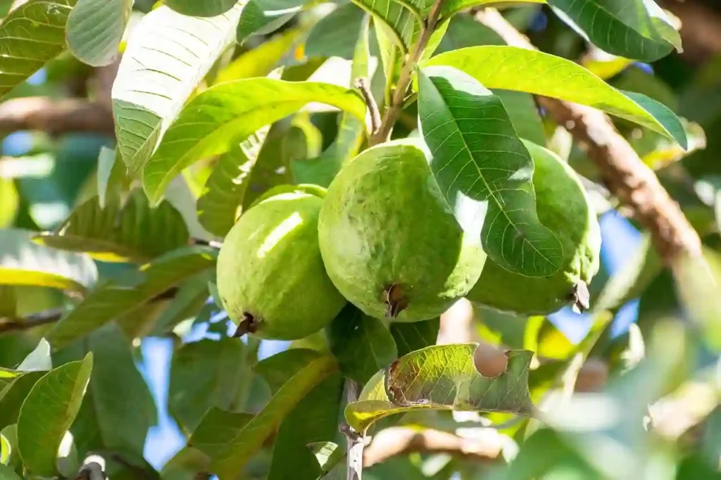 Can Drinking Water After Eating Guava Lead to Acidity? Image