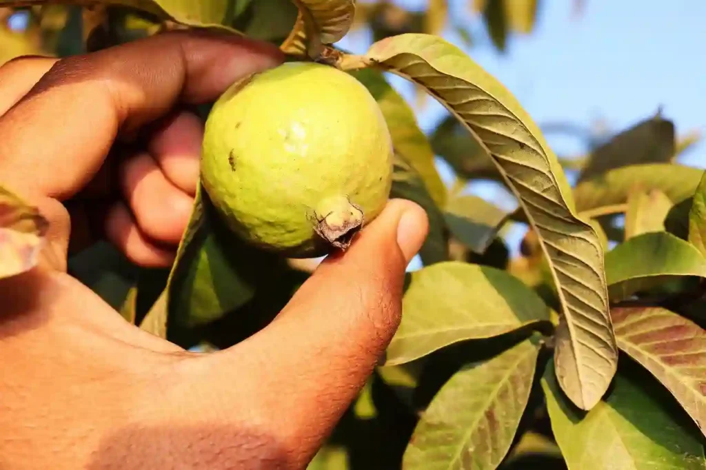 What Are the Potential Side Effects of Eating Guava and Milk Together? Image