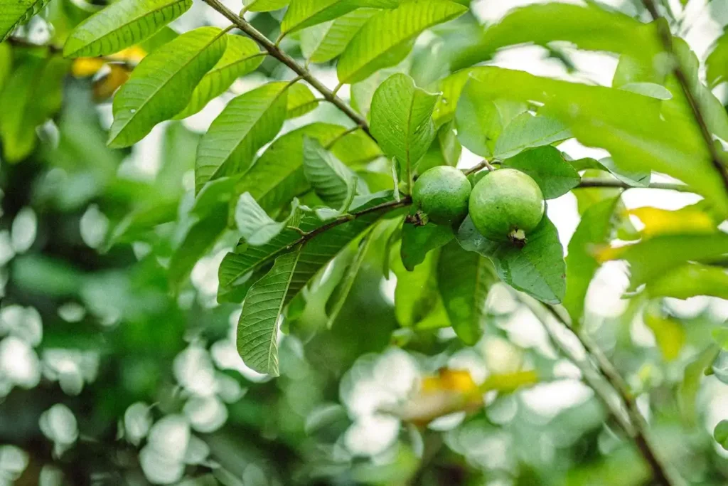 guava leaf tea Image
