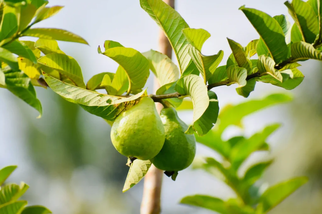 How Long Do I Take Guava Leaves to Lose Weight? Image