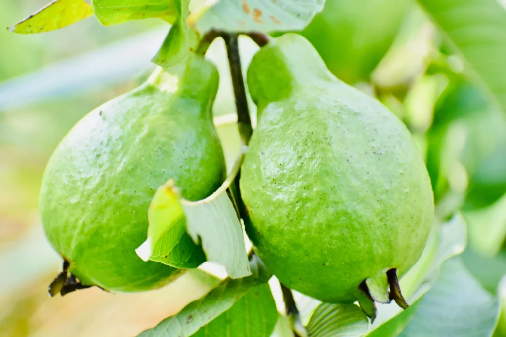 Why Are Guava Seeds Hard? Image