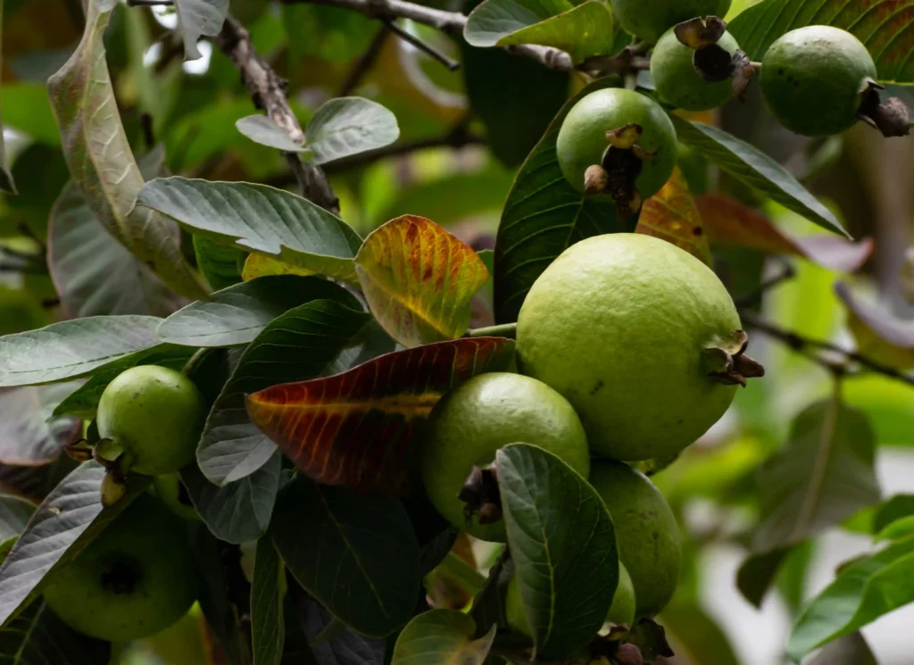 Best Ways to Consume Guava for Maximum Protein Intake Image