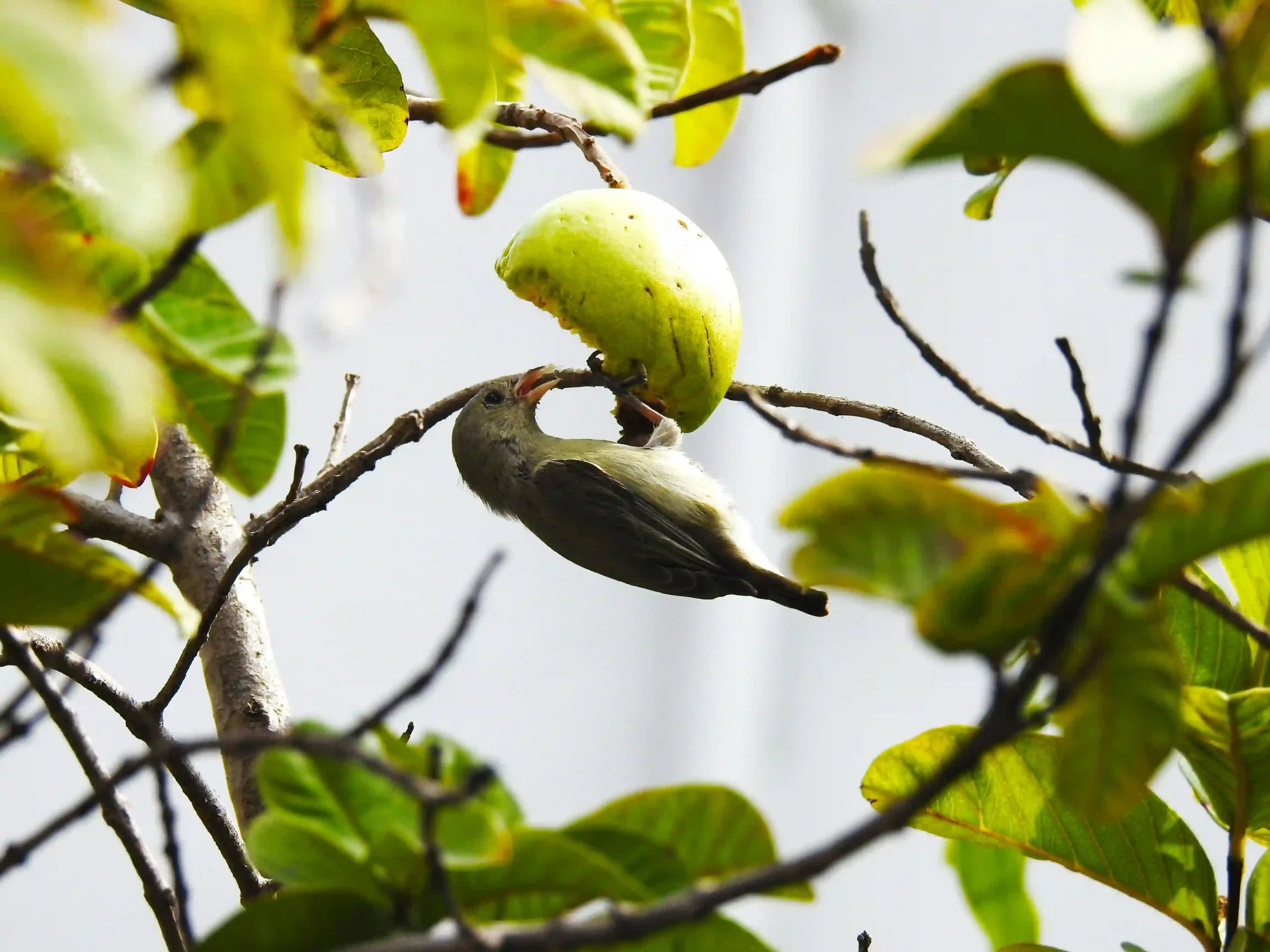 Benefits of Guava Leaves Sexually Image