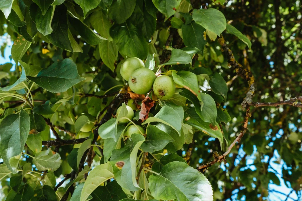 Should Guava Seeds Be Avoided by Certain People? Image