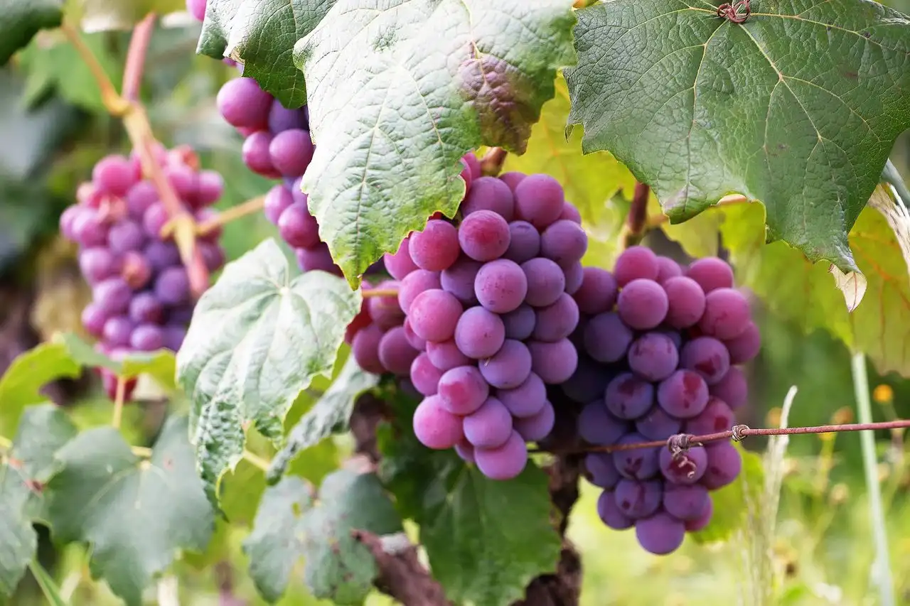 Can Grapes Cause Acid Reflux? Image