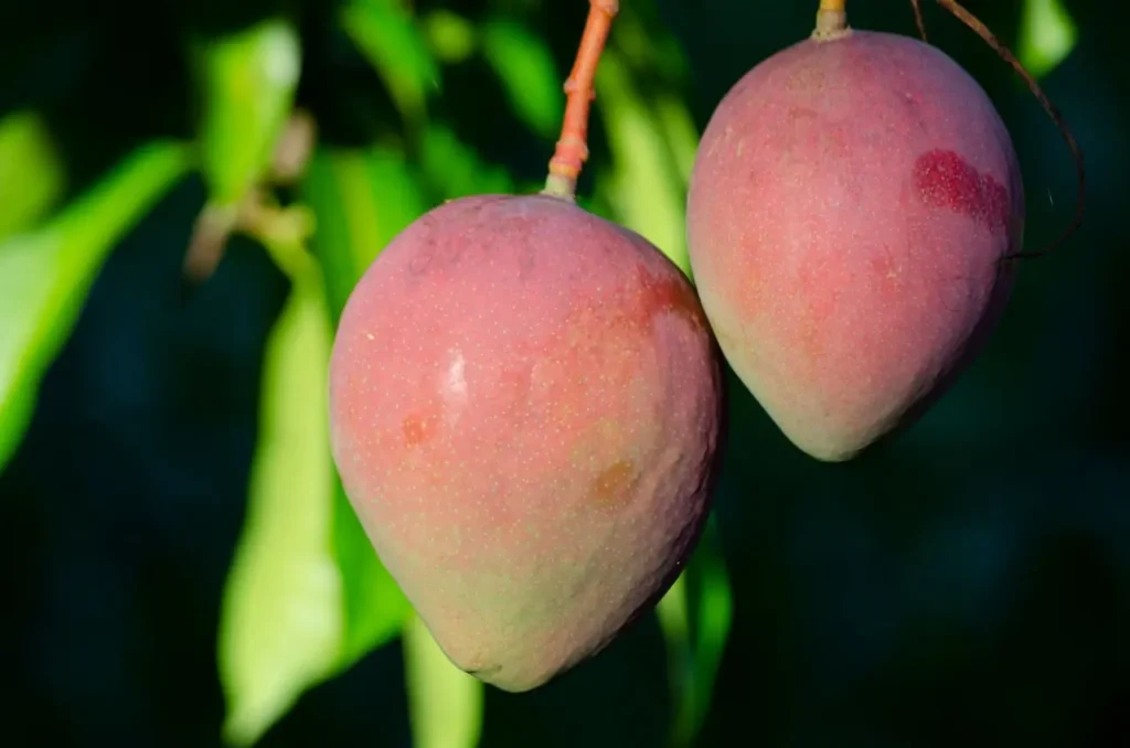 can mango cause gas Image