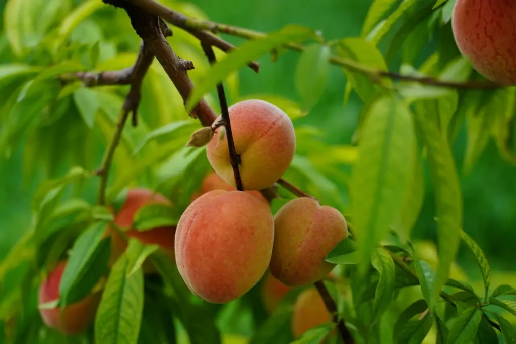 Can Peach Skin Be Eaten Image