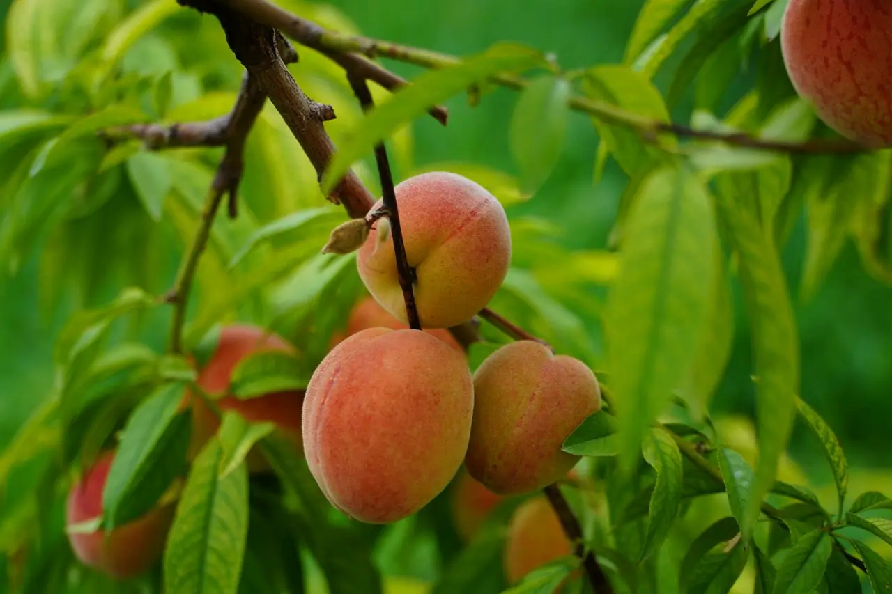 Can Peach Skin Be Eaten Image