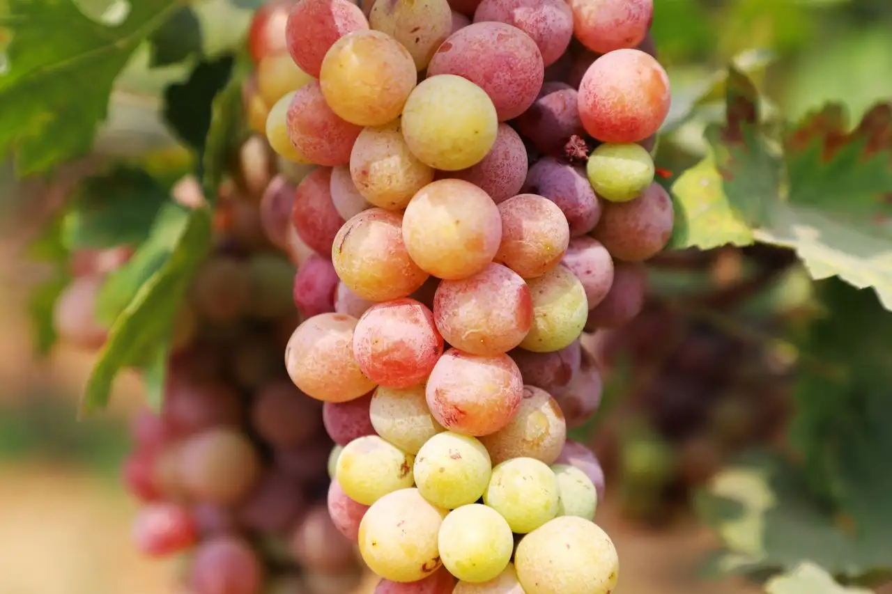 Grapes and Blood Pressure Do They Raise It or Lower It Image