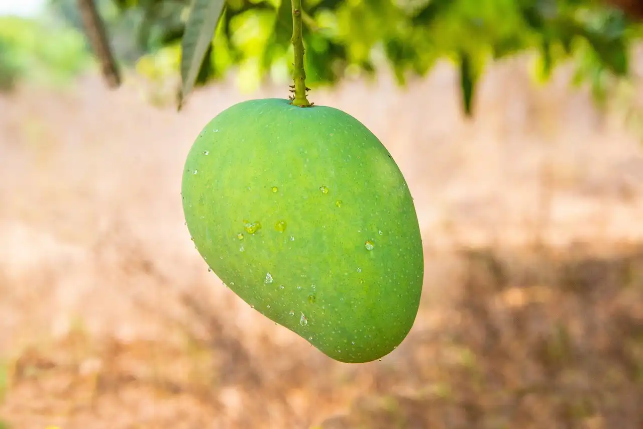 Can I Eat Mango in PCOS? Image