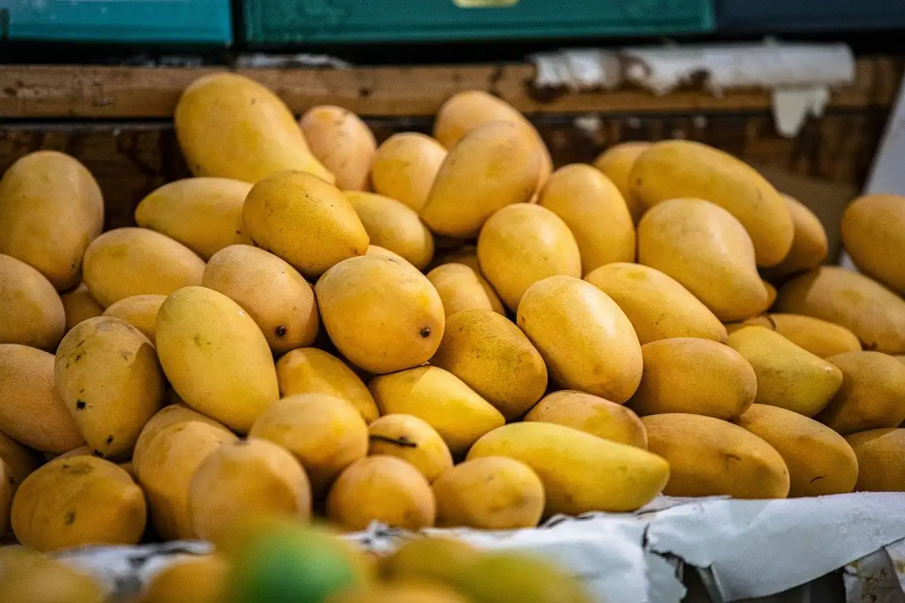 Can I Eat Mango During Pregnancy? Image