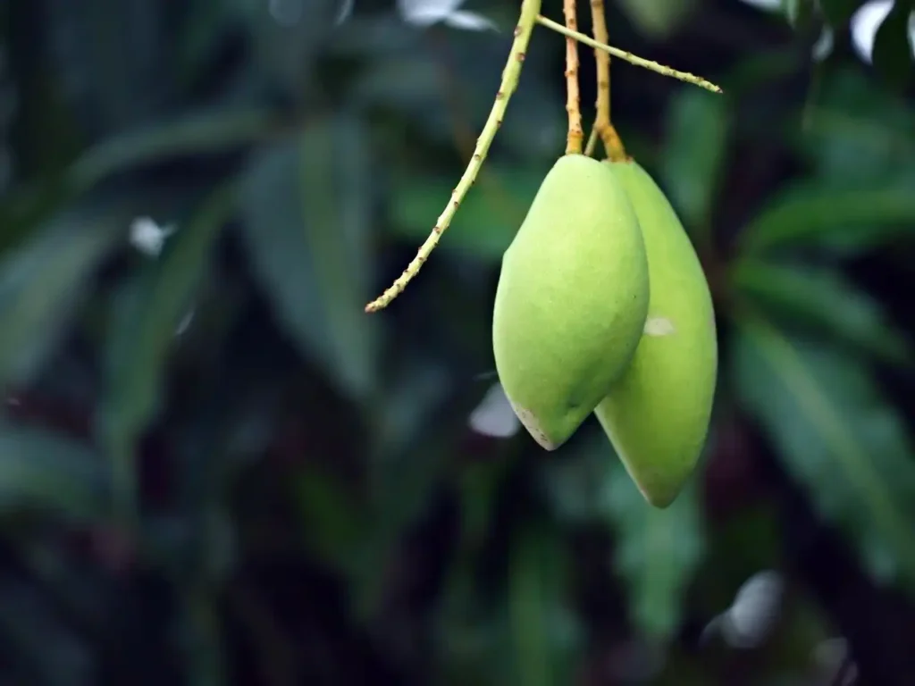 Can Mango Help in Digestion After Non-Veg? Image