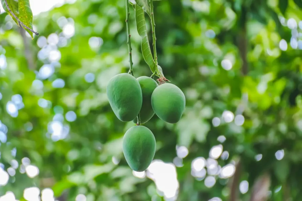 Mango During Pregnancy Image