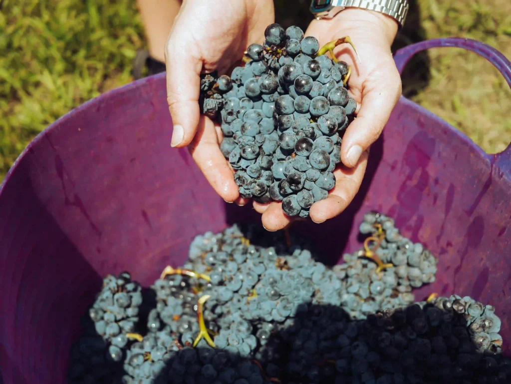 Are Grape Products Like Juice or Raisins Risky for High Blood Pressure? Image