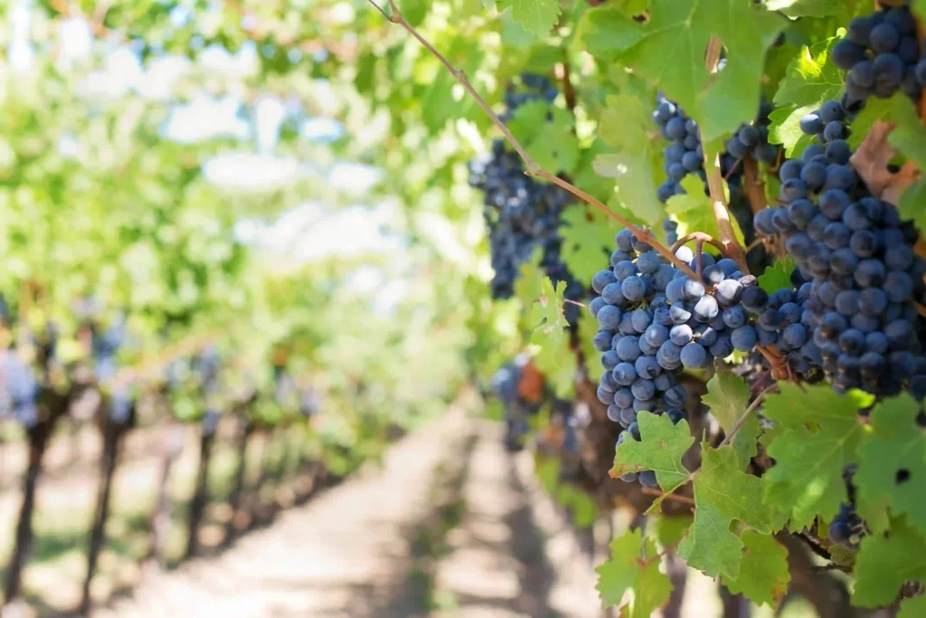 Can Grapes Trigger Diarrhea in People with IBS? Image