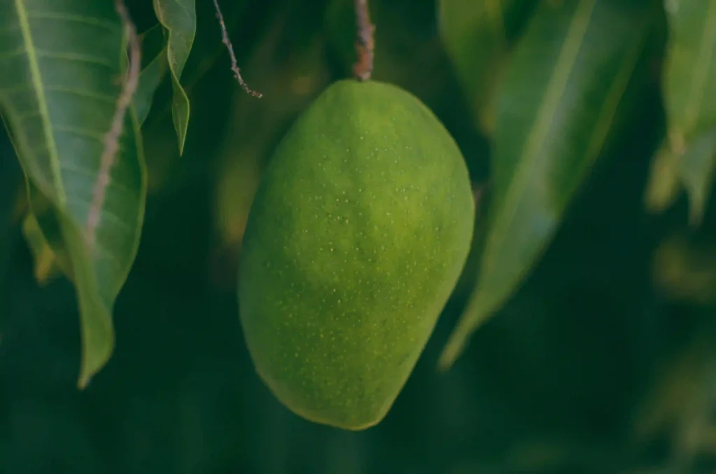 How Do Mangoes Affect People with Pre-Existing Respiratory Issues? Image