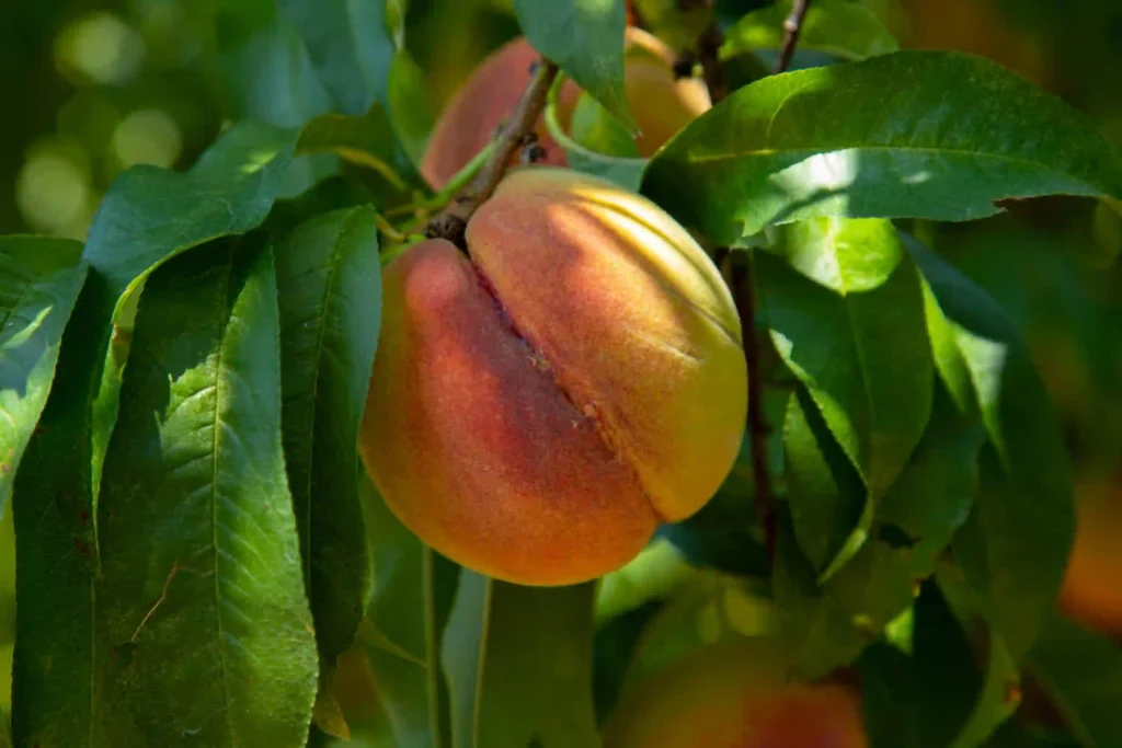 What Are Common Winter Threats to Peach Trees? Image