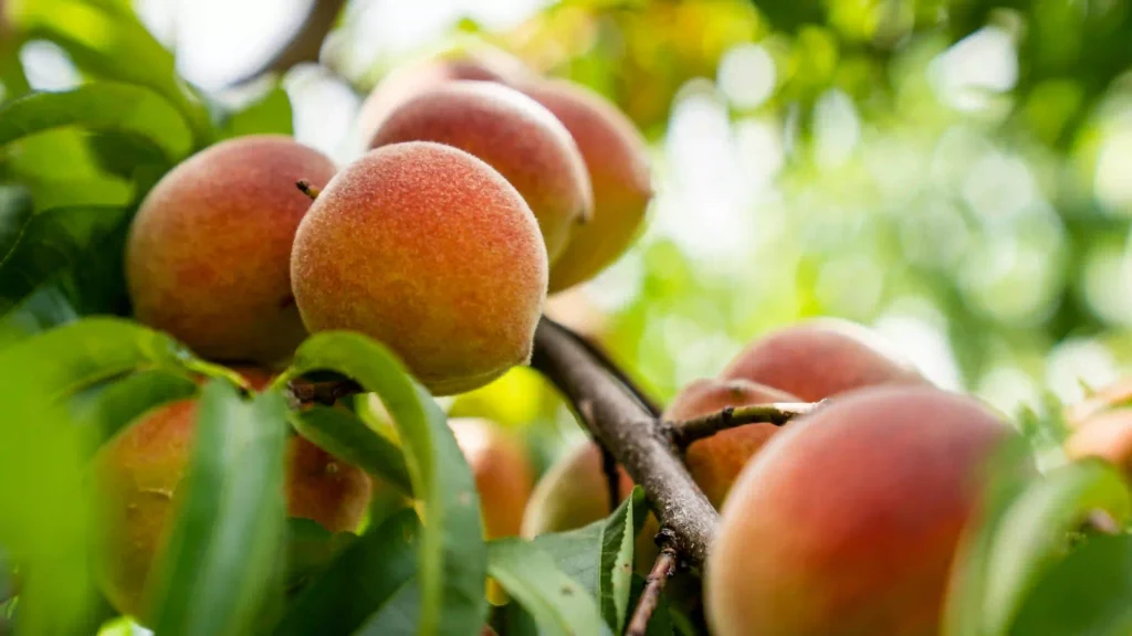 Can Peach Trees Survive Winter? Image