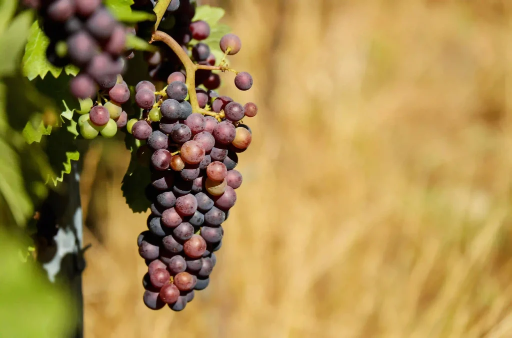 Can Frozen Grapes Trigger Acid Reflux Symptoms? Image