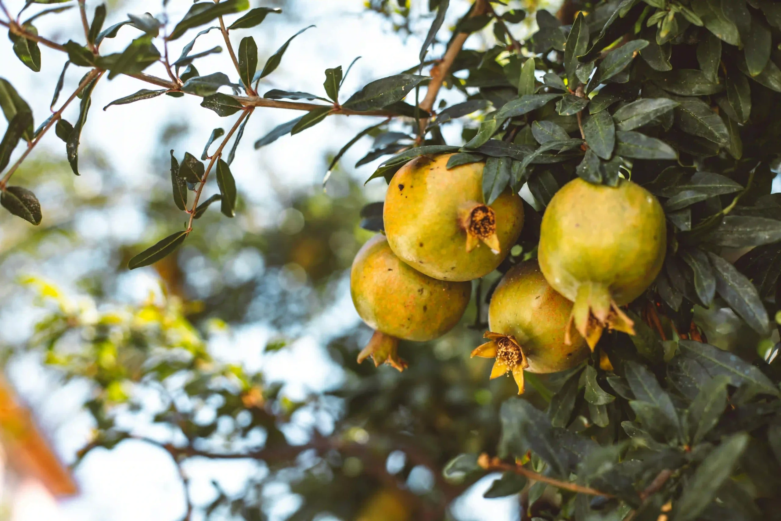 What diseases can pomegranate cure? Image