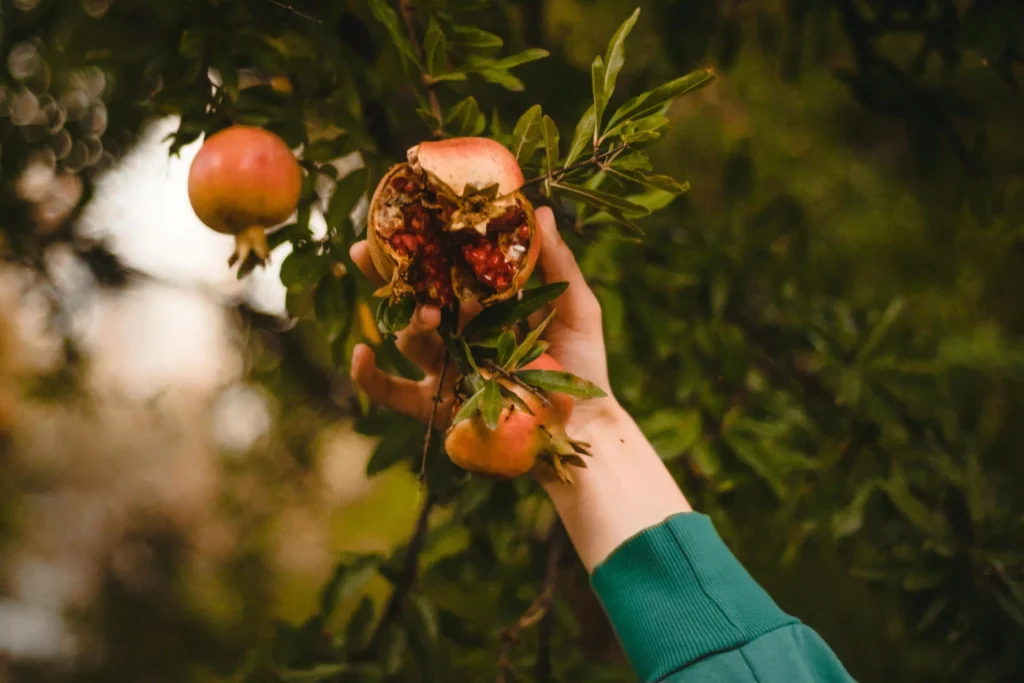 Can Eating Pomegranate Daily Improve Platelet Health? Image