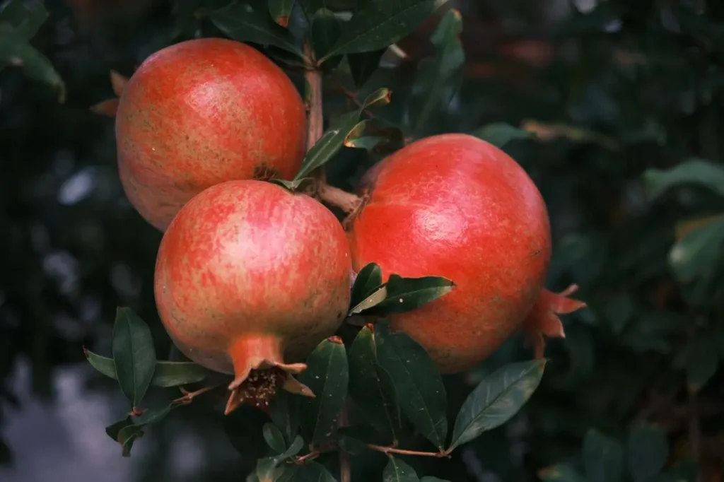 What Diseases Can Pomegranate Cure Image