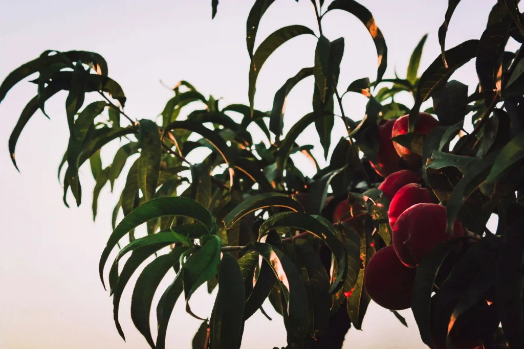 Can Peaches Help Curb Late-Night Cravings? Image