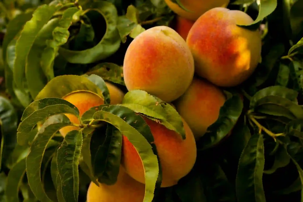 Are Peaches Suitable for Constipation Relief in Kids? Image