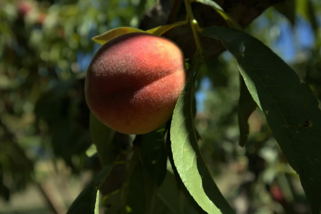 Are There Any Risks to Eating Peaches While Pregnant? Image