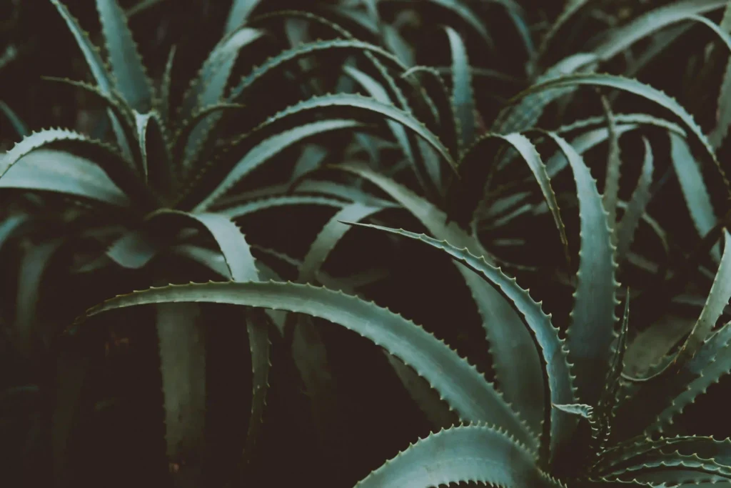 8 Clever Ways You Can Use Aloe Vera Image