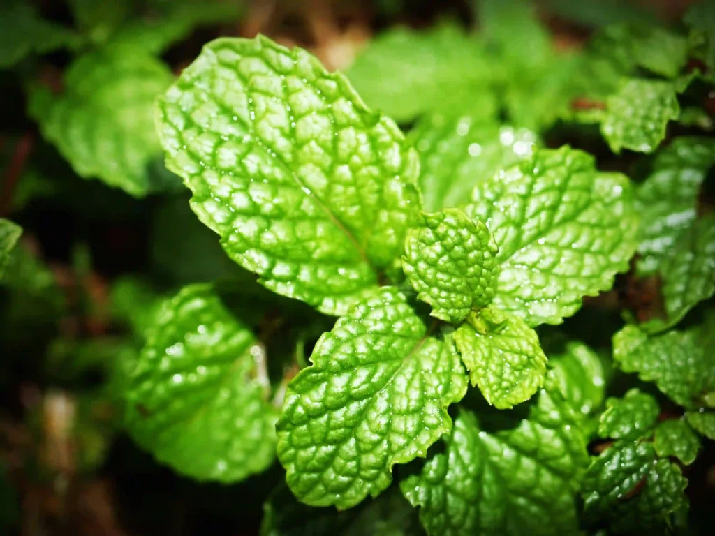 Peppermint Image