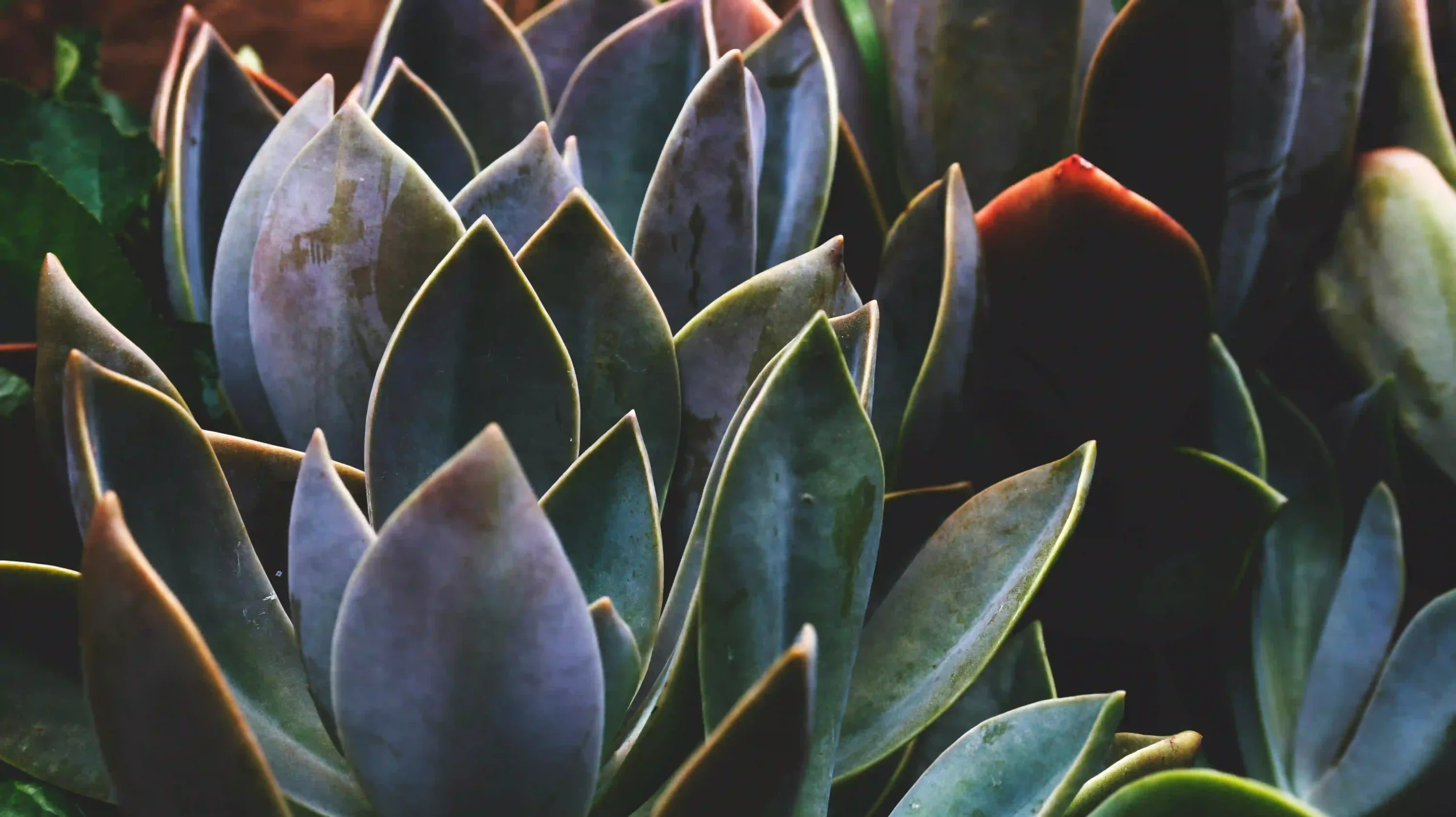 Aloe Vera Image