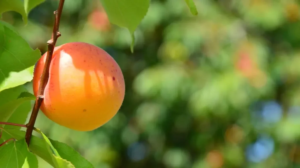 The Peach Diarrhea Problem Nobody Talks About Image