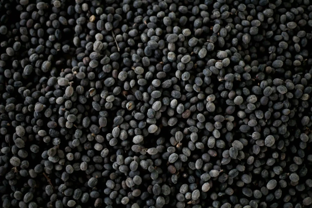 Black Beans Image