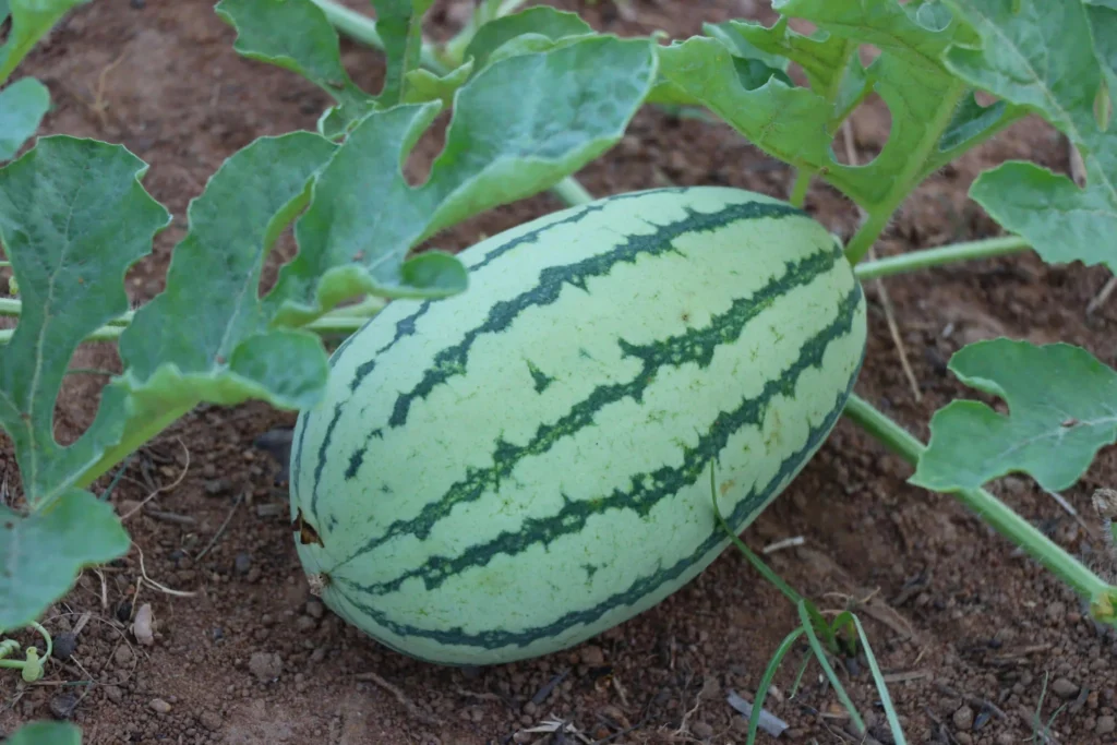 Watermelon Image