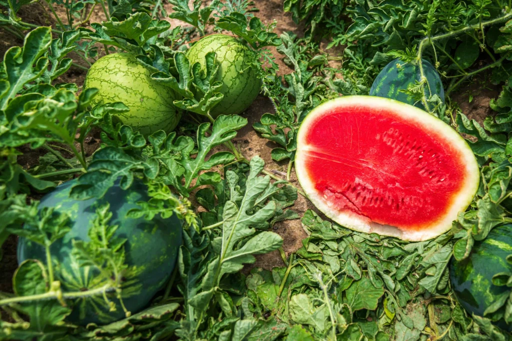 How to Plant Watermelon in Your Garden Image