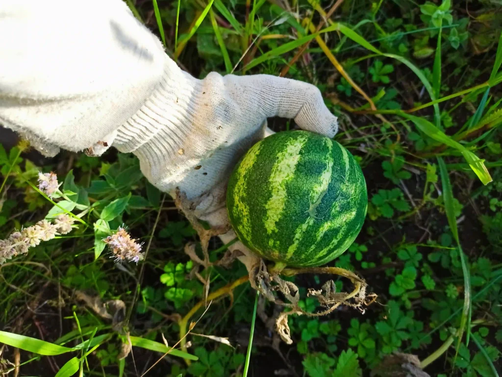 Watermelon Image