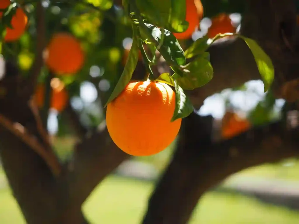 Can Oranges Cause Bloating? Image