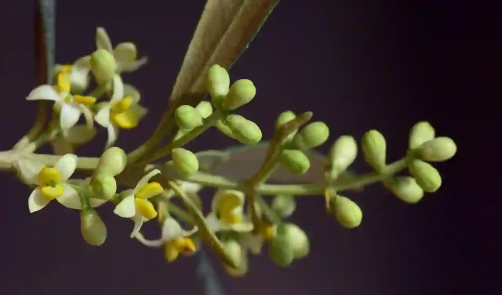 Olive Leaves Image