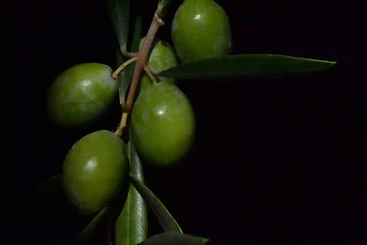Research Highlights Impressive Health Benefits of Olive Leaves image