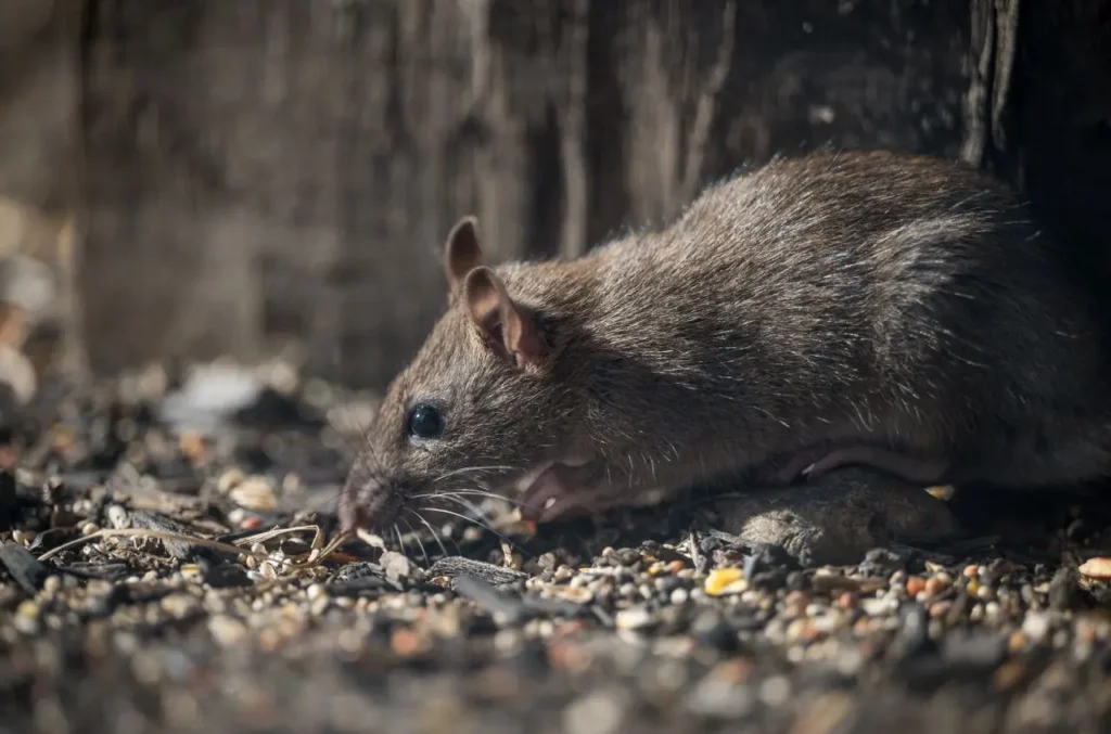 Deadly Hantavirus Kills 3 on Cruise Ship Image