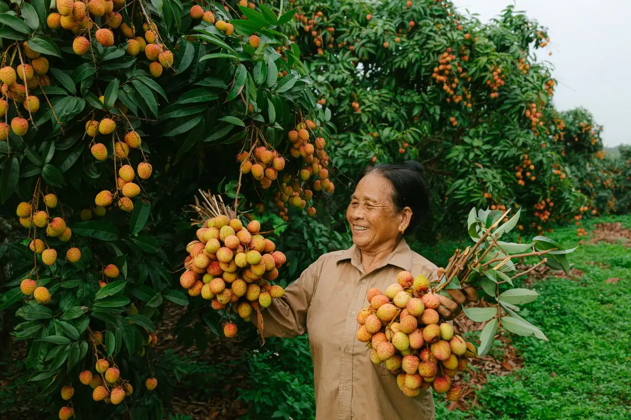 Is Lychee Good for Weight Loss Image